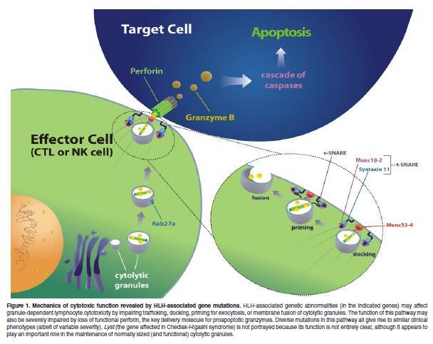 NK cell function Jordan B et