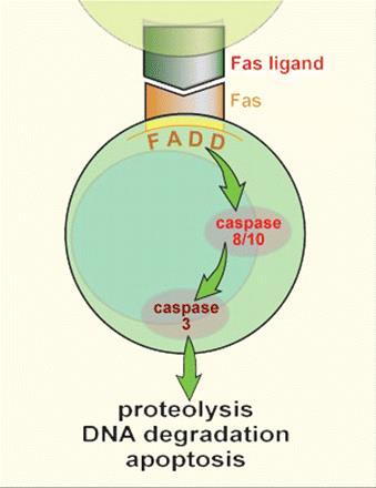 Autoimmune Lymphoproliferation (ALPS) Three gene defects FAS (AD) FAS (somatic, DNTs)