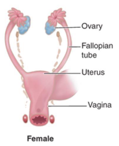 Normal Female Sex Differentiation 46, XX No SRY Gonad Ovary O O No AMH No T Uterus fallopian tubes upper vagina Kasper D, et al.