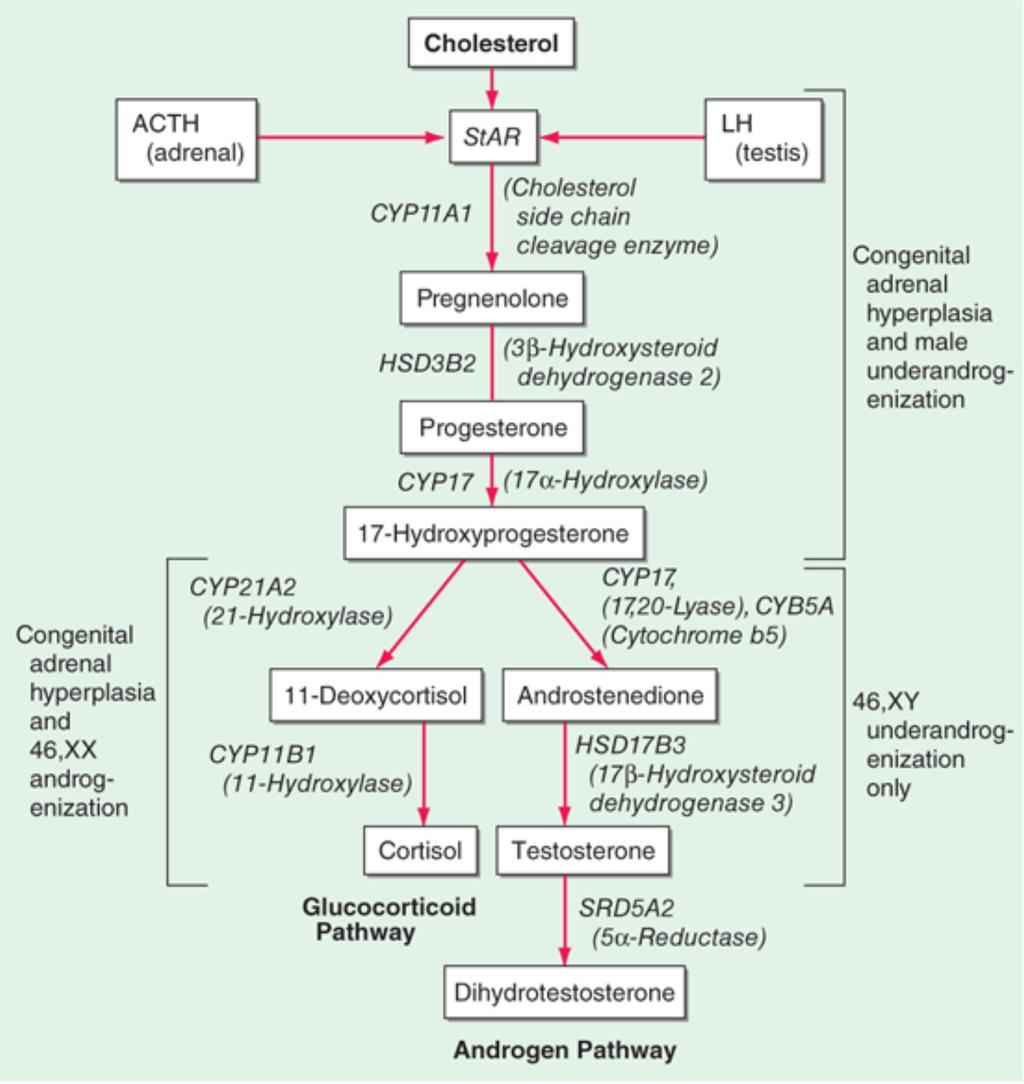 17-beta-hydroxysteroid dehydrogenase type 3 deficiency