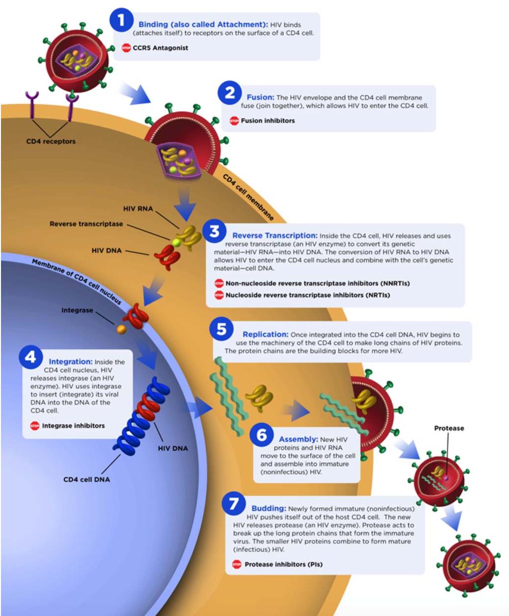 Human Immunodeficiency Virus 1. Binding: CCR5 antagonist 2. Fusion: Fusion inhibitor 3. Reverse Transcription: NNRTIs & NRTIs 4. Integration: INSTIs 5.