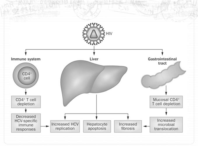 Chen JY, Feeney ER, Chung RT. HCV and HIV co-infection: mechanisms and management. Nature Reviews Gastroenterology & Hepatology Feb2014. 11, 362-371.