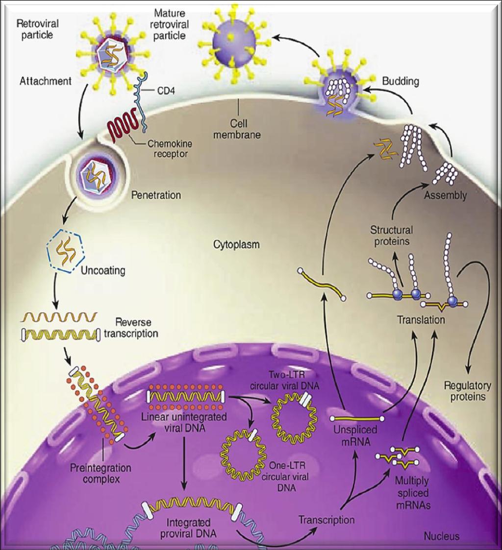 Potential Therapeutic Targets CCR5 Inhibitors Fusion Inhibitors Cytoplasm