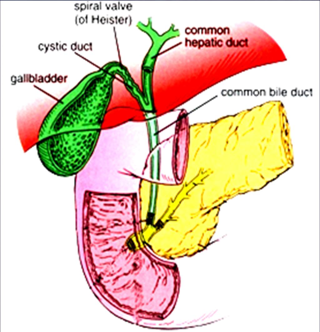 Physiology of the Biliary System Postprandial 10 cm H2O