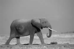Read the following article and answer the questions that accompany it. Are the African elephants separate species?