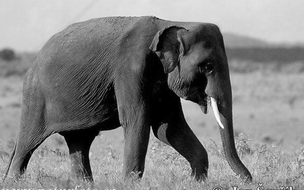 (Loxodonta Africana). In Africa, one population of elephants lives on the savannah, while the other is a forest-dweller.