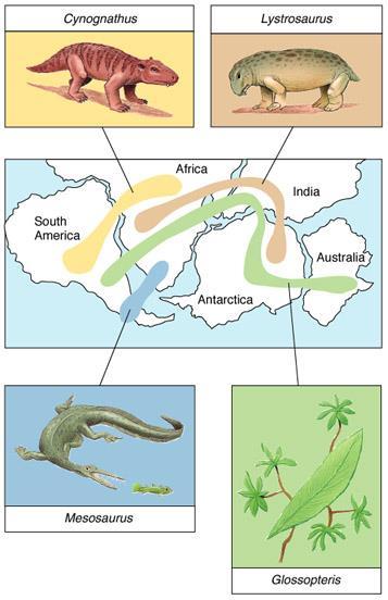 Carefully study the diagram of Pangea below. The locations that these four different fossils have been found has been marked.