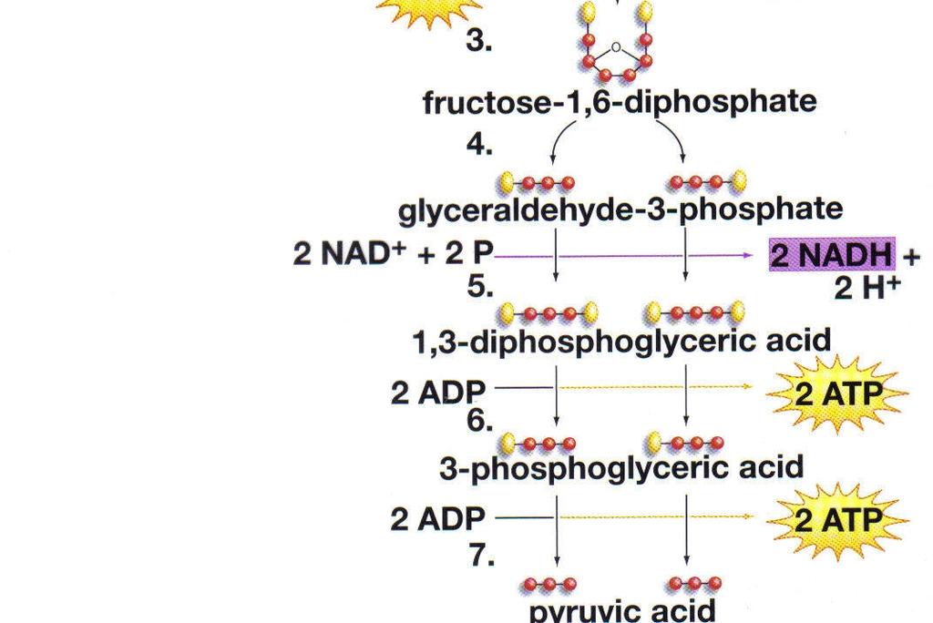 reaction) before entering the citric acid cycle. 2 NAD+ Energyyielding phase 2 2 Pyruvate Two molecules of nicotine adenine dinucleotide (), a carrier of high-energy electrons, also are produced.