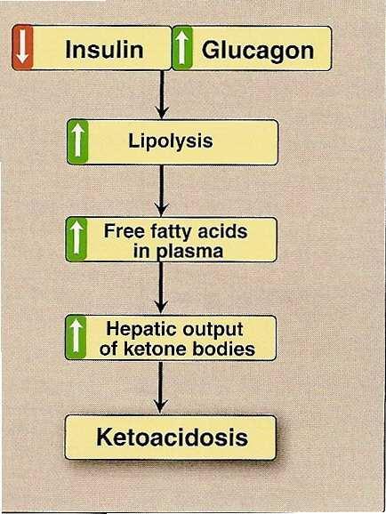 Abnormal production of ketone bodies: starvation, I.