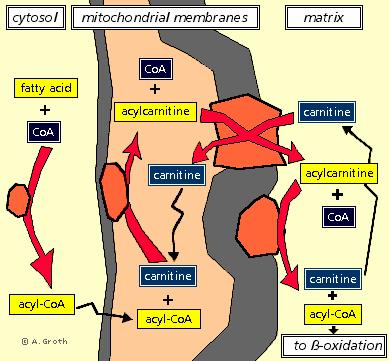 Carnitine shuttle transport of long-chain FA (>12C) into the mitochondrial matrix