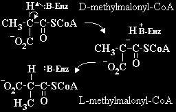 Methyl malonyl-coa mutase uses coenzyme B12 to swap the C1 hydrogen and C3 methyl-