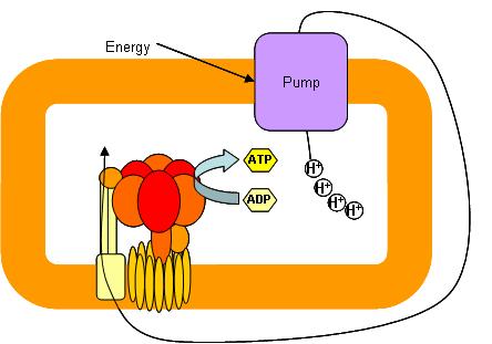 Designs for ATP synthesis