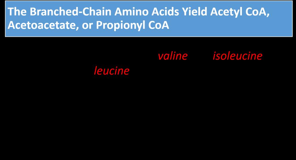 - Only two amino acids are ketogenic (leucine and myosin).