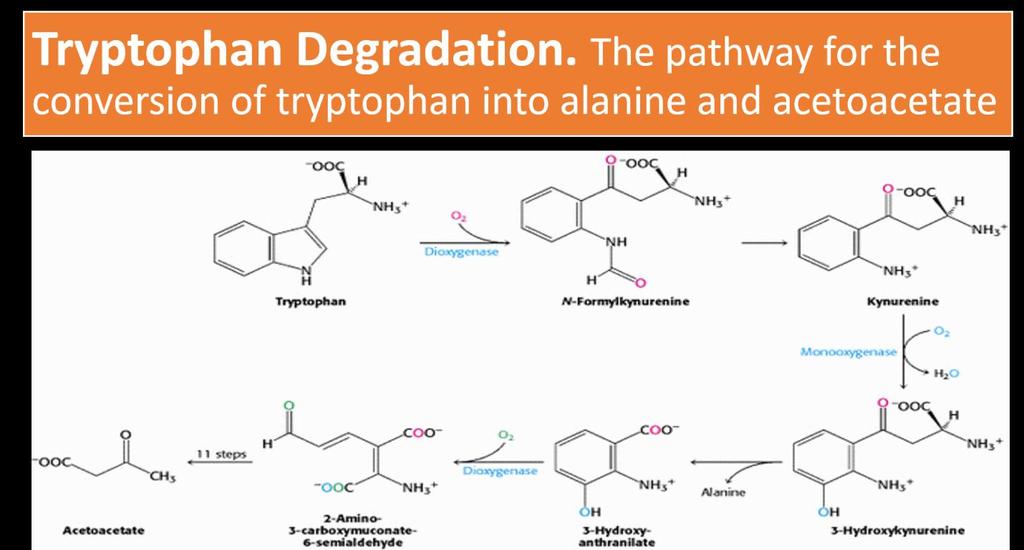 - Tryptophan is a glucogenic and ketogenic.