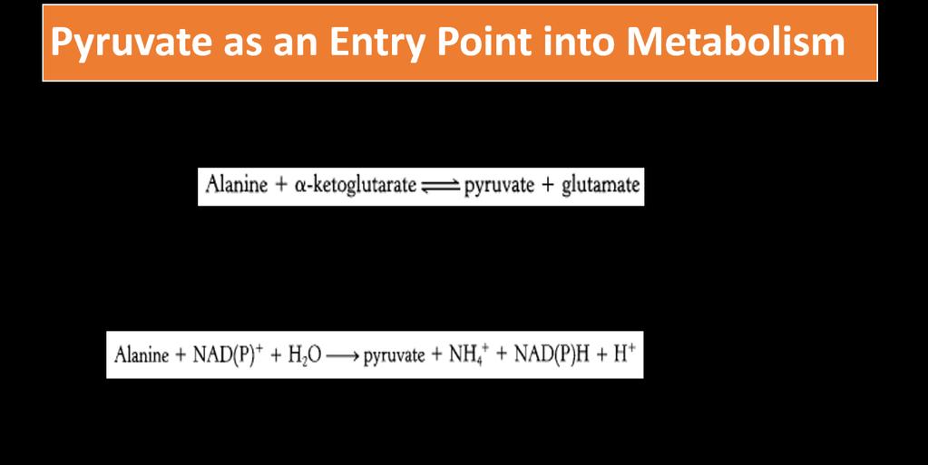 - Glutamine is a nitrogen carrier in the peripheral
