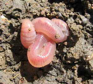 SURVIVING HOT DRY CONDITIONS Worms tunnel deeper into the soil Roll into a ball Cover themselves with mucous Slow their