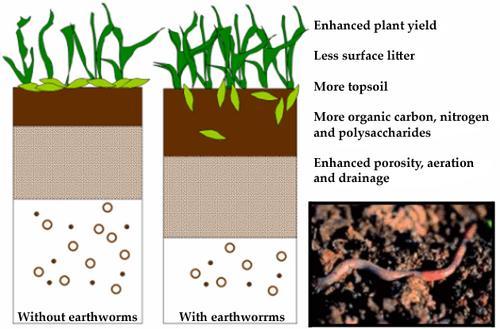 Earthworms play an important role in soil fertility ".