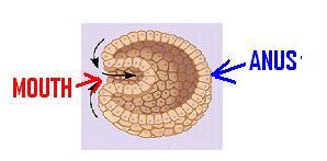 REMEMBER embryo orientation is flipped in vertebrates and invertebrates!