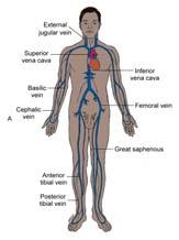 Arteries Blood Flow Carry blood away from
