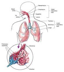 Filtered in nodes Respiratory System Respiratory System Upper respiratory system Mouth