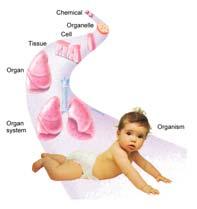 Physiology Anatomy Study of structure of organism and its parts Physiology Study of an organism s body