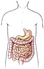 Appendix Large intestine (partial) Right ovary Right ureter Uterus Urinary bladder LLQ