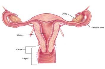 Female Reproductive Organs Male Reproductive Organs Immune System Two types of