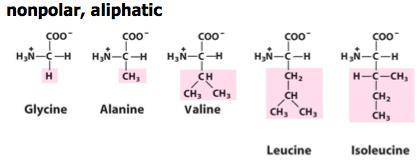 1. Aliphatic R groups Alanine(Ala,A), Valine(Val,V), Leucine(Leu,L) and Isoleucine(Ile,I), have saturated side chains. Isoleucine, two carbon α&β are chiral so it have (2 2 =4) stereoisomers (L&D.