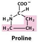 1. Aliphatic R groups Proline(Pro,P) differ from the other 19 a.a Three carbon side chain is bonded to the nitrogen of its α-amino group, the α-carbon creating a cyclic molecule.