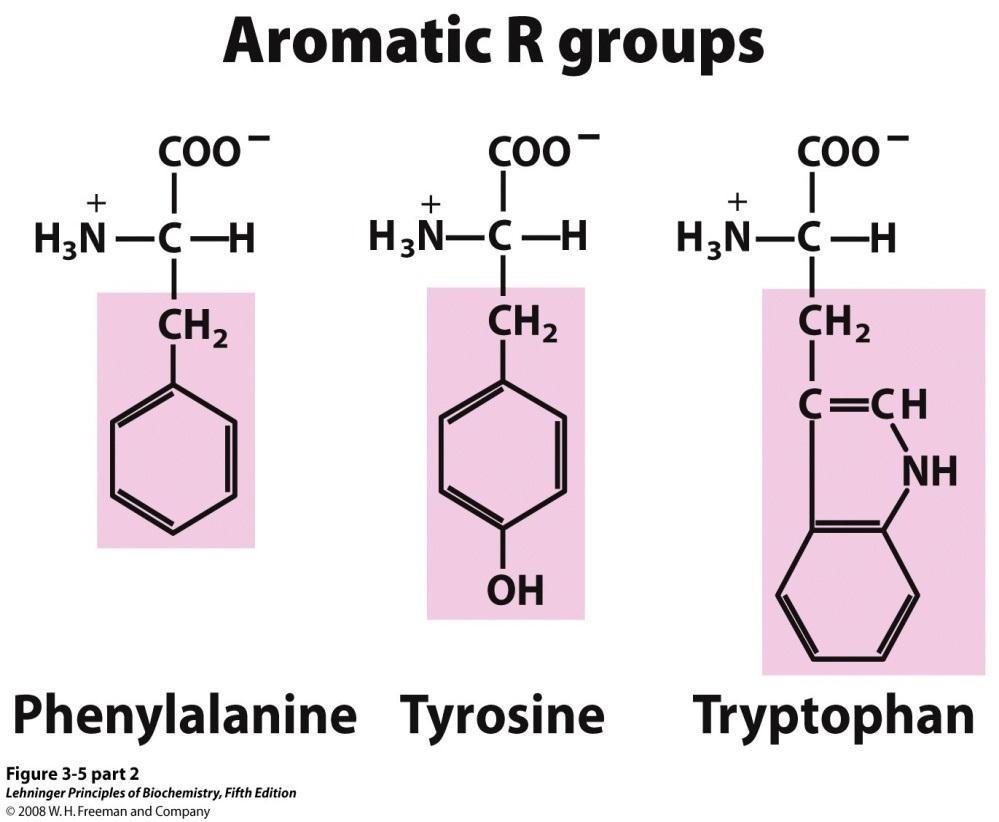 2. Aromatic R groups Phenylalanine (phe,f),tyrosine (Tyr,Y), Tryptophan (Trp, W) have side chains with aromatic groups.