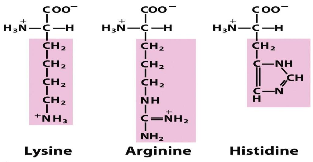 5. Basic R groups Histidine (His, H), Lysine (Lys, k), and arginine (Arg,R) have hydrophilic side chains that are nitrogenous bases and are positively charged at ph 7.