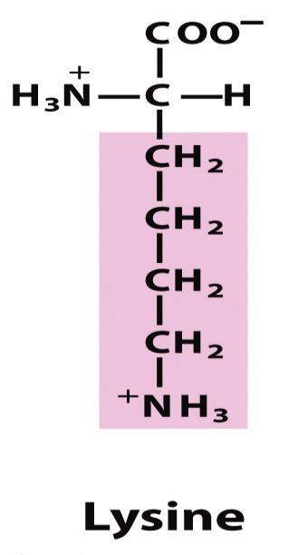 5. Basic R groups Lysine is diamino acid, having both α and ε as an alkylammonium ion (-CH 2 NH 3+ ) at
