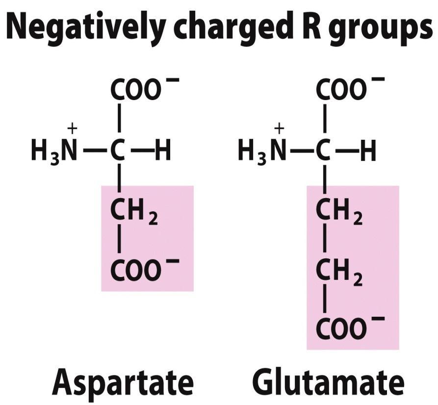 6. Acidic R groups and their amide derivatives Aspartate(Asp, D) and glutamate (Glu, E) [aspartic acid or glutamic acid] are dicarboxilic and have