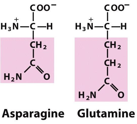 6. Acidic R groups and their amide derivatives Asparagine(Asn, N) and glutamine (Gln, Q) are amides of aspartic acid or glutamic acid The side chains of Asparagine and glutamine are uncharged, highly