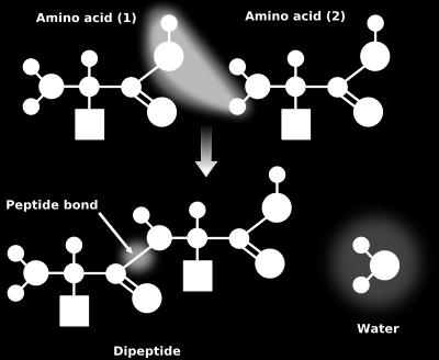 Importance of Amino Acids Amino Acids Amino acids are the building blocks of protein and you get protein from your diet.