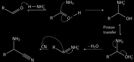ammonia to the carbonyl carbon.