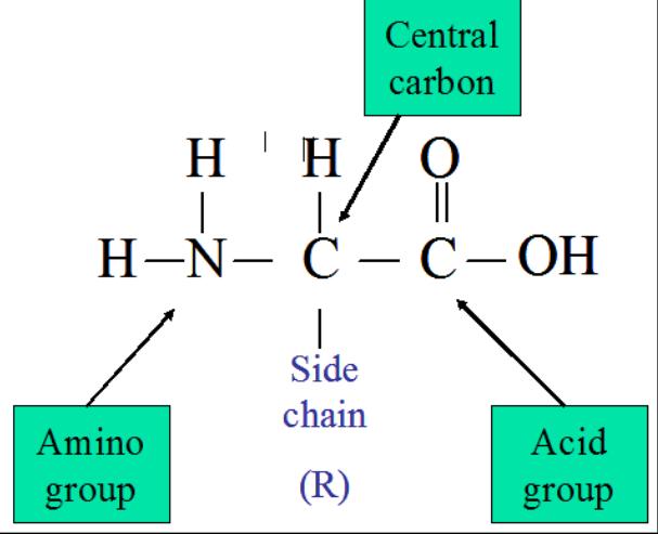 R group (side chain) which determines the type of an amino acid All three groups are attached to a single