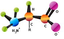 Amino Acids Ball and stick model The amino group is attached to the carbon atom immediately next to the carboxylate group that is α carbon, so, it is called α amino acids ther amino