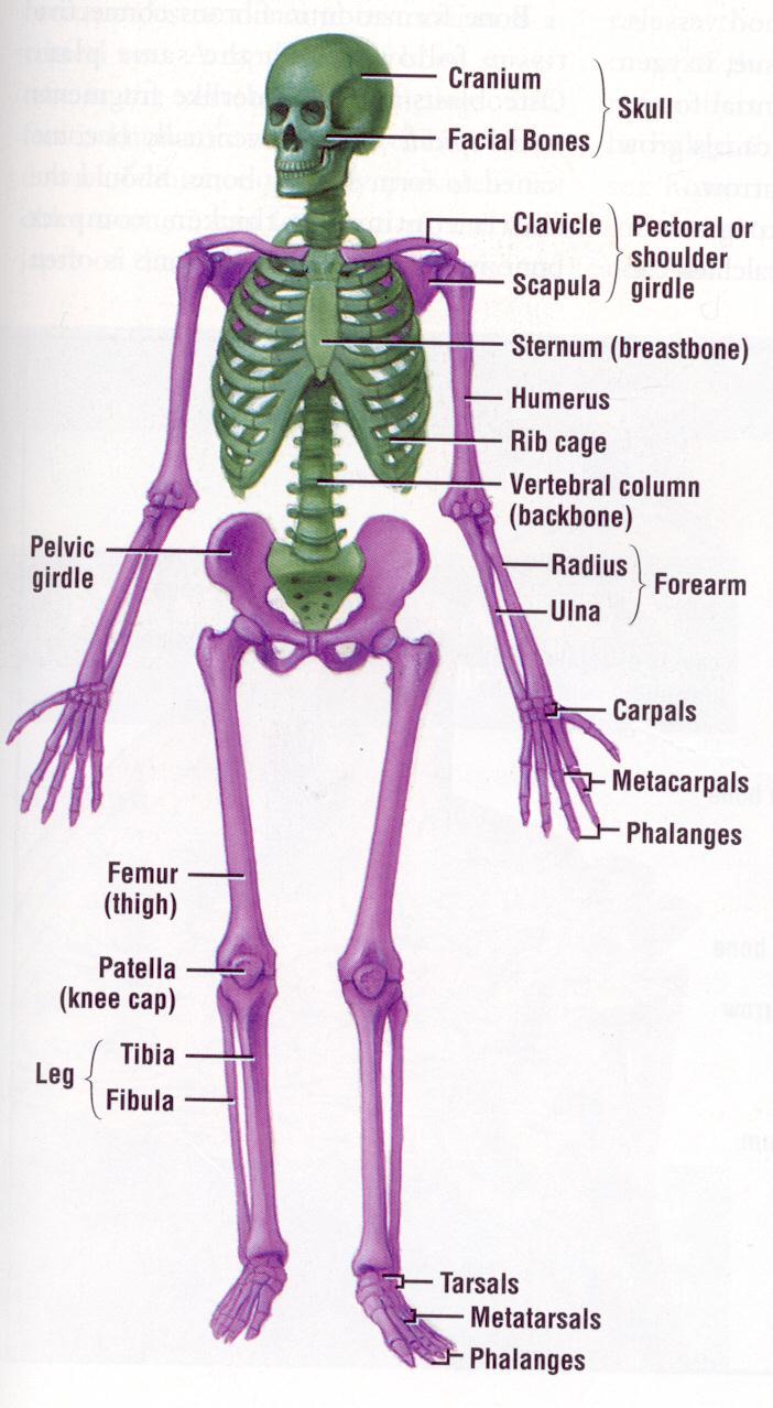 The human skeleton is split up into two sections: 1) axial skeleton which is the bones of the