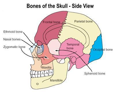 Bones of the Skull: The whole skull is called the cranium.