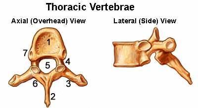 Sections of the Vertebral Column: 1) cervical make up the first 7 vertebrae Two