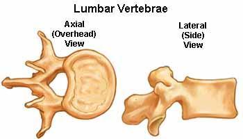 3) lumbar last 5 vertebrae.