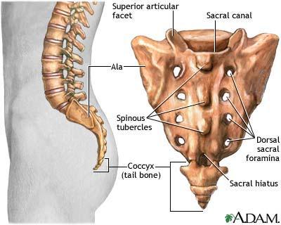 body. 4) sacrum lower section