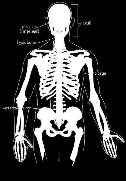 1 st part: Axial Skeleton The Axial Skeleton consists of: Head, neck,