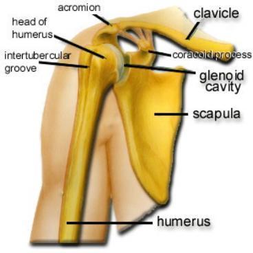 (hips) The pectoral girdle connects the arms to the rib