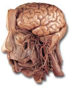 Pain-sensitive structures Portions of the Meninges Basal Dura Mater Venous Sinuses and tributaries Neural Structures Trigeminal Cranial Nerves Glossopharyngeal
