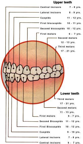 First molars appears in the oral cavity at the