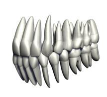 Generally, 3 rd molars crowns are smaller and
