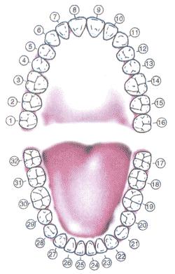 3 rd molars (maxillary & mandibular ) shows