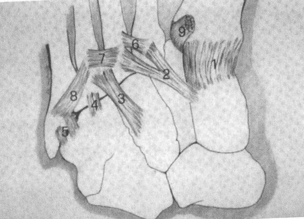 Anatomy and Biomechanics ligamentous configuration 1 st MT attached only to medial cuneiform 2d MT attached